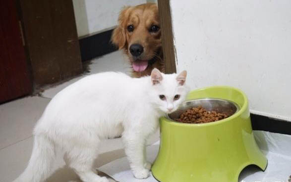 猫咪舔了双氧水会怎么样