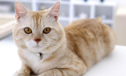 pcr检测猫咪猫传腹