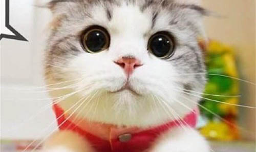 猫咪吃一点点巧克力会不会死