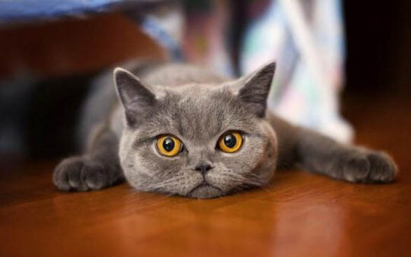 怎么教猫握手啊?