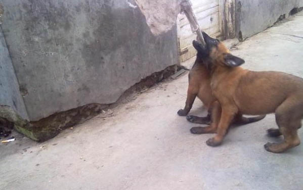 马犬胆小不兴奋怎么办