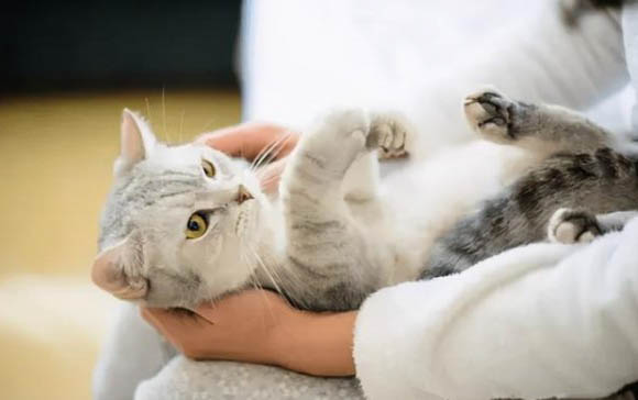 猫咪呕吐后还需要禁食吗
