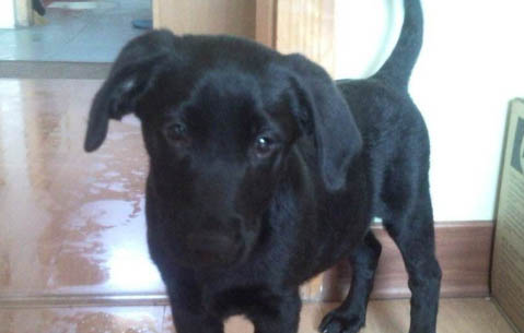 拉布拉多幼犬细小症状