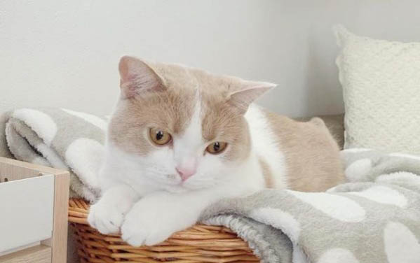 猫突然发出怪异的惨叫!