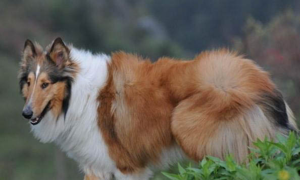 苏格兰猎鹿犬吐清水的原因及处理方法