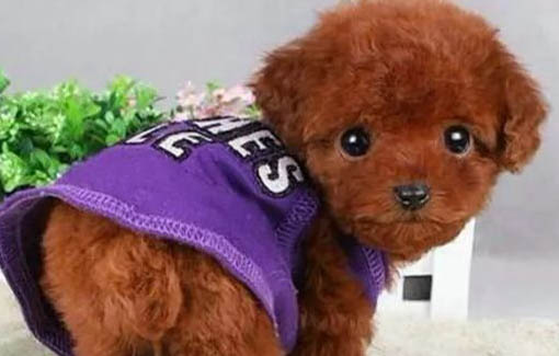 泰迪犬的优点和缺点都有哪些
