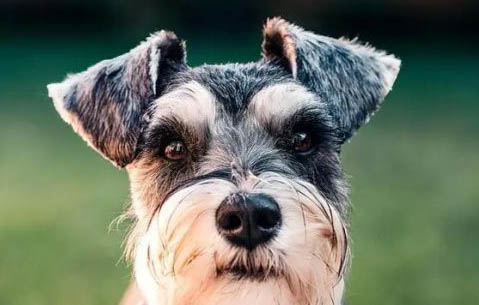 巨型雪纳瑞犬价格