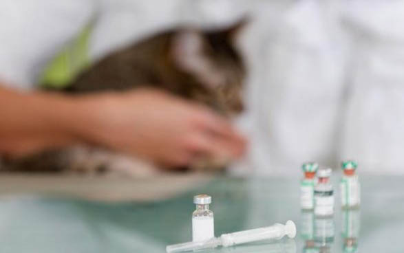 猫咪得了传腹后吃什么猫粮好