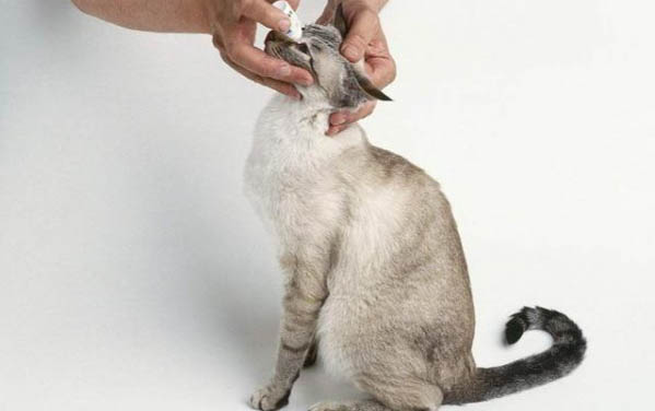小猫多大可以吃营养膏