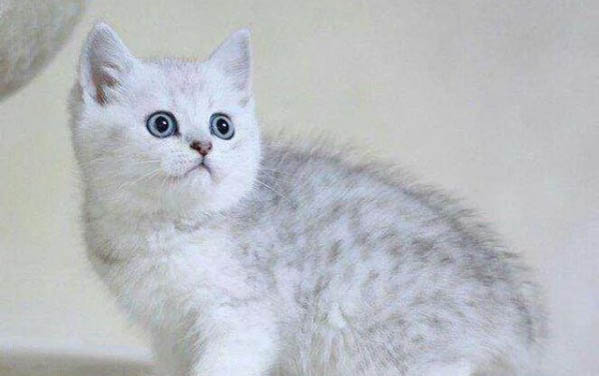 猫咪要不要洗澡?