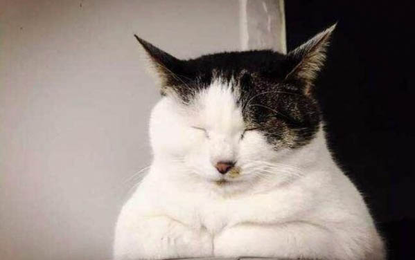 小猫有趣的特点在哪里