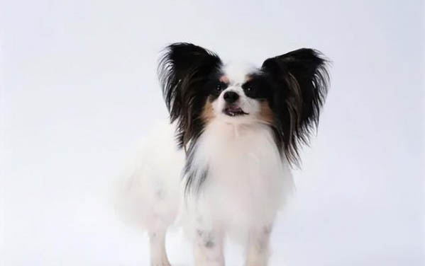 蝴蝶犬最多能长多大