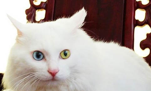 猫很怕水吗?