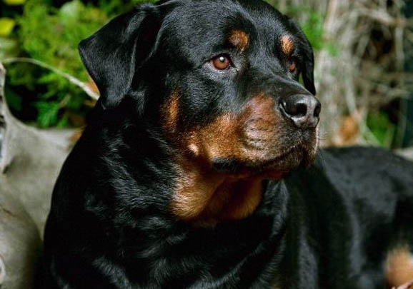 罗威纳犬怎么养罗威纳犬的七大禁忌