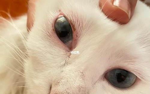 猫咪吃益生菌有哪些作用
