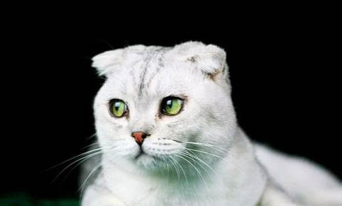 请问猫咪呕吐的原因及处理方法？