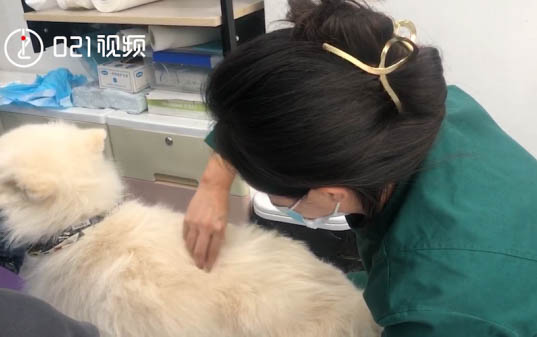 狗狗为什么老会长皮肤病呢