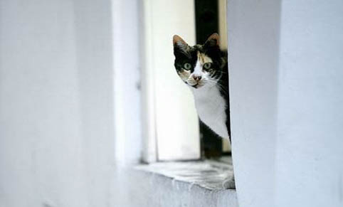 猫咪为什么突然到处躲在角落