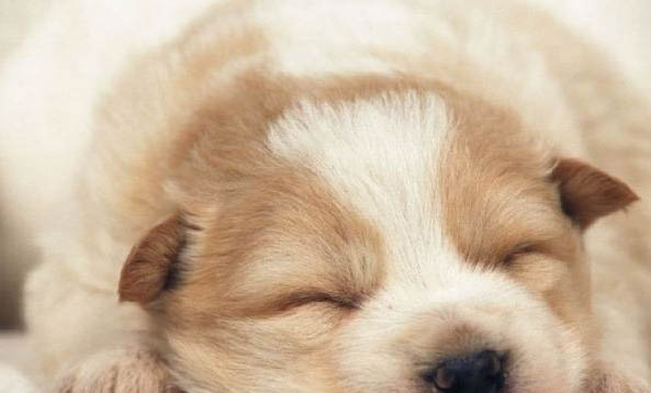 刚出生的狗狗不吃奶会饿死吗