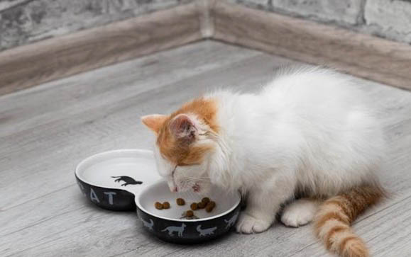 猫咪嘴巴肿了