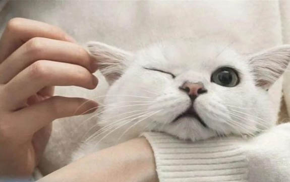 猫眼屎黄绿色还粘住眼睛是什么原因