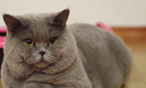 为什么说猫咪不吃主食罐头的原因