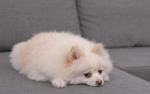 狗狗的营养品有哪些