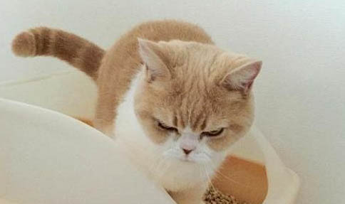 猫咪肉垫蜕皮正常吗