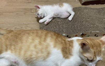猫咪有毛球症怎么办?