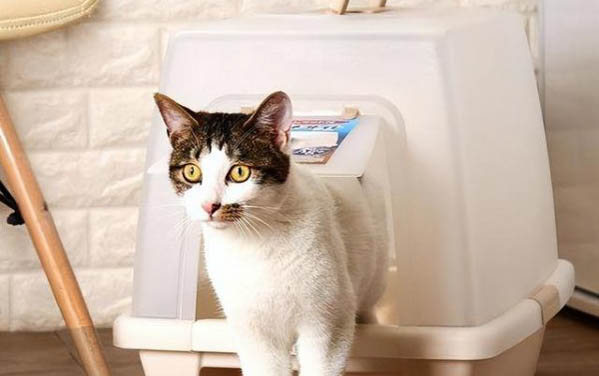 母猫绝育之后怎么照顾