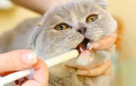 猫咪瘫痪可能自愈