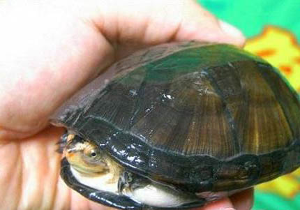 红面蛋龟几年可以繁殖