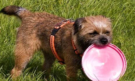 英国猎狐犬的体重大约是多少