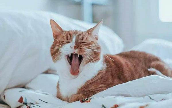 猫猫眼睛流泪有脓样怎么处理