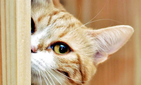 猫咪骨折吃什么有助于骨头恢复?
