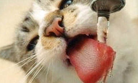 猫爪热是什么啊