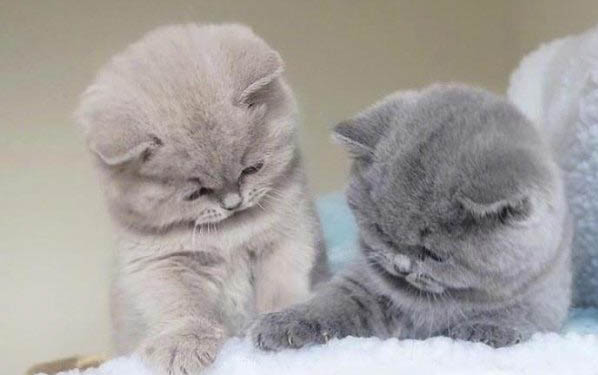 请问猫咪呕吐的原因及处理方法？
