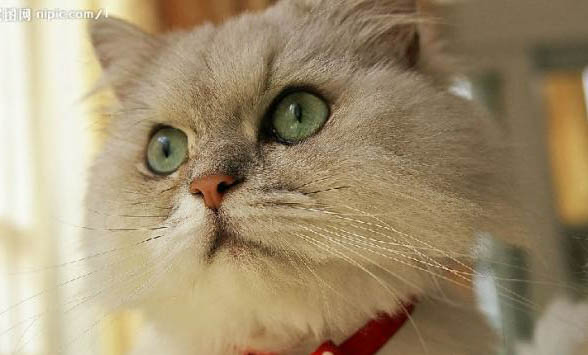 猫咪手术后肾衰竭症状