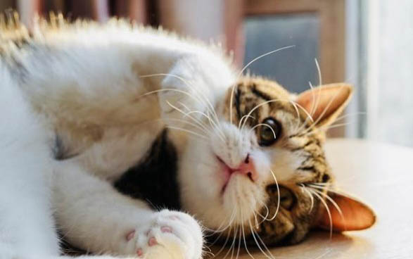 猫只吃米饭会有什么影响吗