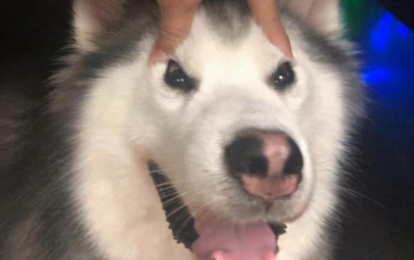 狗狗脚底发红