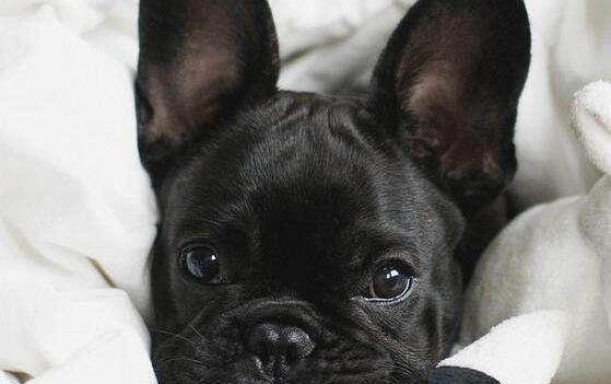 比格犬好养吗