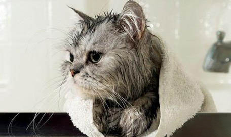 猫咪夏天怕不怕热
