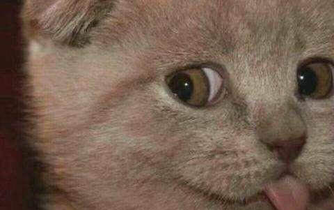 小猫饲养的方法和注意事项