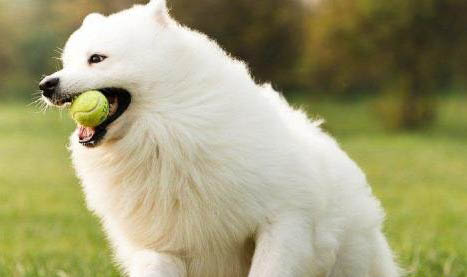 狗狗可以吃火龙果么？