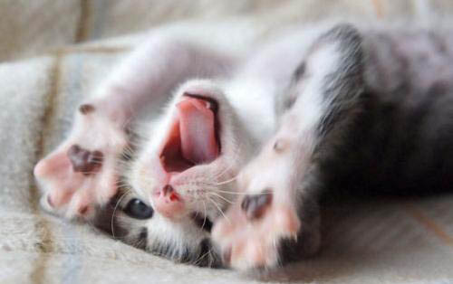 猫咪只喝水不吃东西是猫瘟吗?
