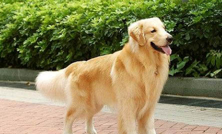 怎么样训练金毛犬在笼子里不叫?