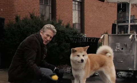 日本秋田犬细小病毒的原因及处理方法