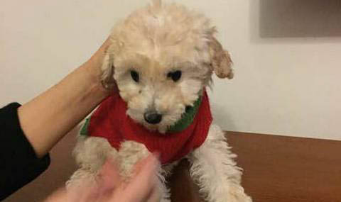 贵宾犬要多久晚上才不叫