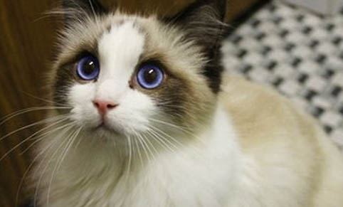 布偶猫的眼睛会越来越蓝吗