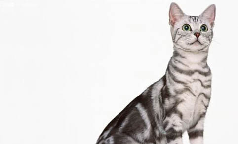 请问猫咪呕吐的原因及处理方法?